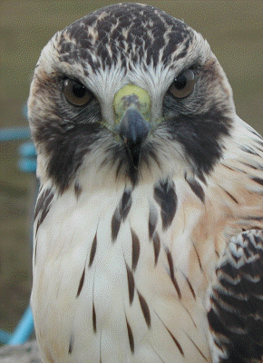 Red Backed Buzzard
